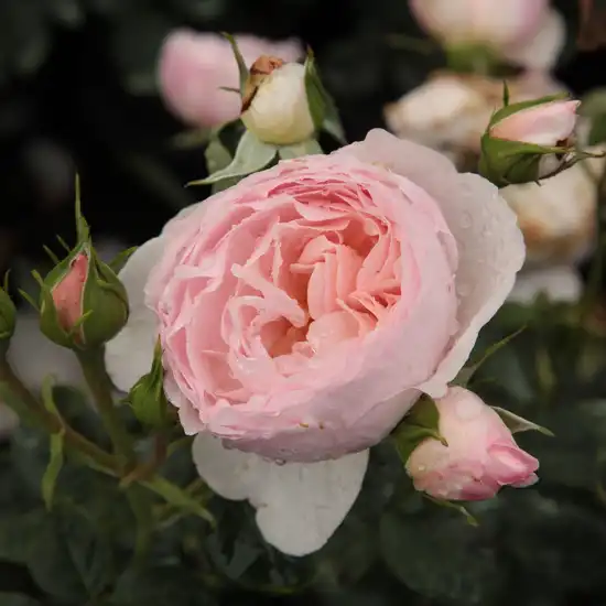 Trandafiri englezești - Trandafiri - Ausblush - 